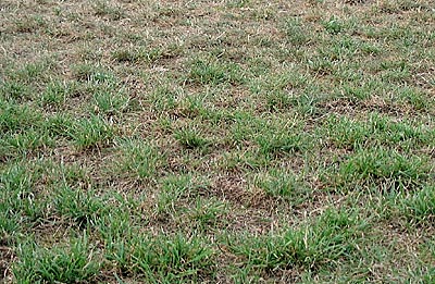 So sieht der Rasen der Aussensportanlage aus - darauf soll u. a. Fu�ball gespielt werden ...